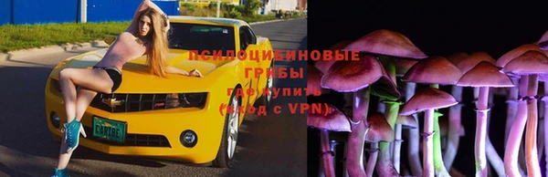 индика Абаза
